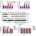 Clathrin Heavy Chain Antibody in Immunoprecipitation (IP)