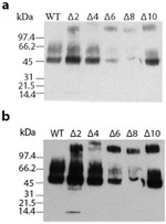 alpha Galactosidase Antibody in Western Blot (WB)