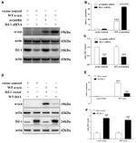 alpha Synuclein Antibody in Western Blot (WB)