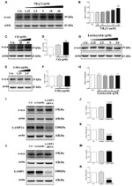 alpha Synuclein Antibody in Western Blot (WB)