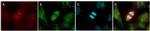 alpha Tubulin Antibody in Immunocytochemistry (ICC/IF)