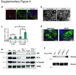 Acetyl-alpha Tubulin (Lys40) Antibody in Immunocytochemistry, Immunohistochemistry (ICC/IF, IHC)