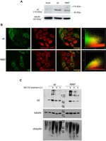 ATP1A3 Antibody in Immunocytochemistry (ICC/IF)