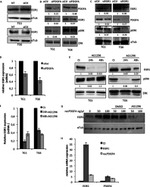 alpha Tubulin Antibody in Western Blot (WB)