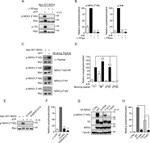 alpha Tubulin Antibody in Western Blot (WB)