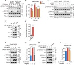 alpha Tubulin Antibody in Western Blot (WB)