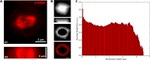 alpha Tubulin Antibody in Immunocytochemistry (ICC/IF)