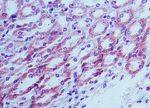 TLR4 Antibody in Immunohistochemistry (Paraffin) (IHC (P))