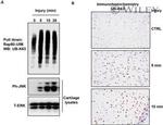 Phospho-JNK1/JNK2 (Thr183, Tyr185) Antibody in Western Blot (WB)