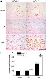 F4/80 Antibody in Immunohistochemistry (Paraffin) (IHC (P))