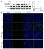 CD11b Antibody in Immunohistochemistry (IHC)