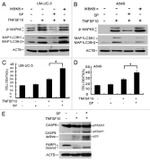 Phospho-JNK1/JNK2 (Thr183, Tyr185) Antibody in Western Blot (WB)