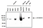 beta Catenin Antibody in Western Blot (WB)