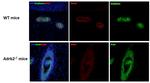 Rabbit IgG (H+L) Highly Cross-Adsorbed Secondary Antibody in Immunocytochemistry (ICC/IF)