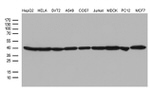 beta Actin Antibody in Western Blot (WB)