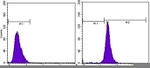 beta Actin Antibody in Flow Cytometry (Flow)