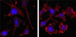 beta Actin Antibody in Immunocytochemistry (ICC/IF)