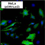 beta Galactosidase Antibody in Immunocytochemistry (ICC/IF)