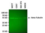beta Tubulin Loading Control Antibody in Western Blot (WB)