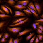 beta Tubulin Loading Control Antibody in Immunocytochemistry (ICC/IF)