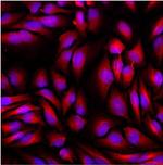 beta Tubulin Loading Control Antibody in Immunocytochemistry (ICC/IF)