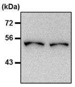 beta Tubulin Loading Control Antibody in Western Blot (WB)