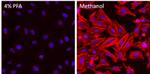 beta Actin Antibody in Immunocytochemistry (ICC/IF)