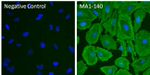 beta Actin Antibody in Immunocytochemistry (ICC/IF)