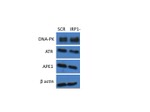 beta Actin Antibody in Western Blot (WB)