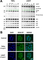 beta Actin Loading Control Antibody in Western Blot (WB)