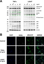 beta Actin Antibody in Western Blot (WB)