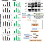 beta Actin Antibody in Western Blot (WB)