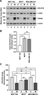 beta COP Antibody in Western Blot (WB)