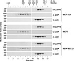 beta COP Antibody in Western Blot (WB)