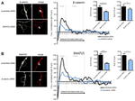 beta Catenin Antibody in Immunocytochemistry (ICC/IF)