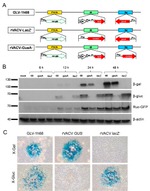 beta Galactosidase Antibody in Western Blot (WB)