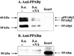 PPAR alpha Antibody in Western Blot (WB)