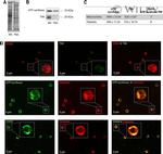 Calnexin Antibody in Immunocytochemistry (ICC/IF)