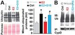 Ubiquitin Antibody in Western Blot (WB)