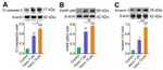 Annexin V Antibody in Western Blot (WB)