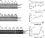 GSK3 alpha/beta Antibody in Western Blot (WB)