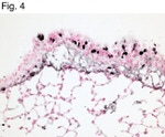 BrdU Antibody in Immunohistochemistry (IHC)