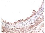 IGF 1 Antibody in Immunohistochemistry (Paraffin) (IHC (P))