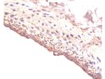 IGF 1 Antibody in Immunohistochemistry (Paraffin) (IHC (P))