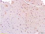 Galanin Antibody in Immunohistochemistry (Paraffin) (IHC (P))