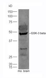 GSK-3 beta NT Antibody in Western Blot (WB)