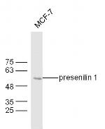 presenilin 1 Antibody in Western Blot (WB)