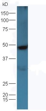 Osteopontin Antibody in Western Blot (WB)