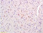 Melatonin Receptor 1A Antibody in Immunohistochemistry (Paraffin) (IHC (P))