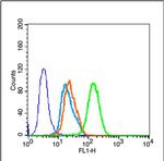 GSK-3 Beta CT Antibody in Flow Cytometry (Flow)